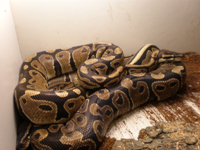 python regius