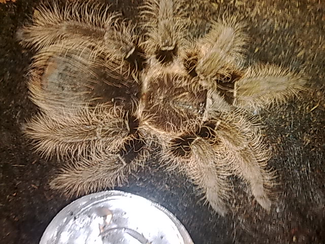 brachypelma.jpg